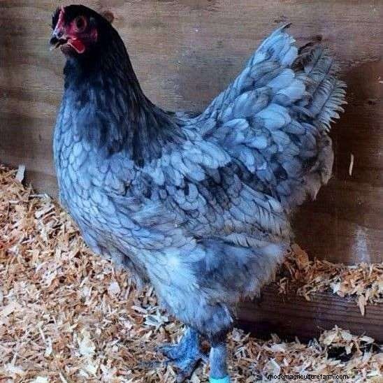 Sapphire Gem Chicken Eggs • Roosters • Hens