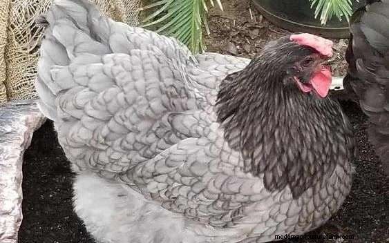 Sapphire Gem Chicken Eggs • Roosters • Hens