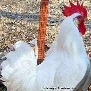 White Leghorn Chicken Breed