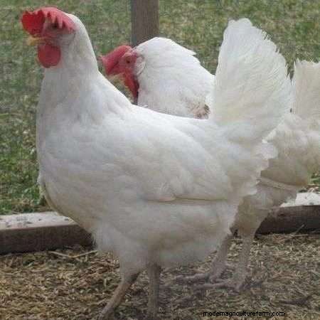 White Leghorn Chicken Breed