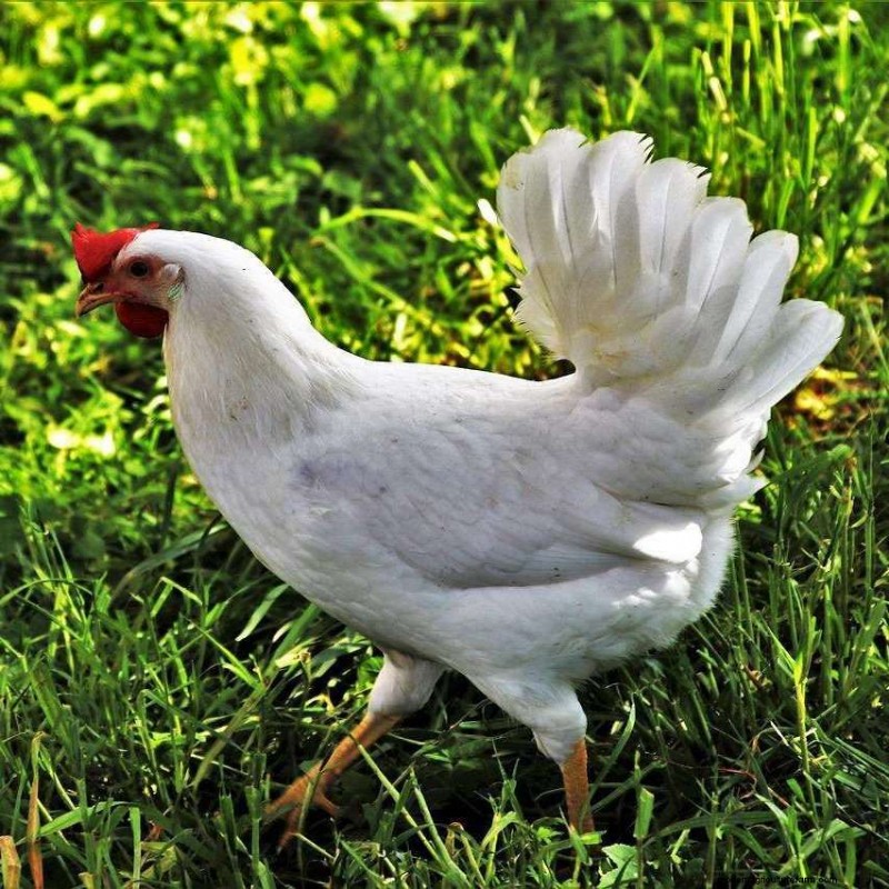 White Leghorn Chicken Breed