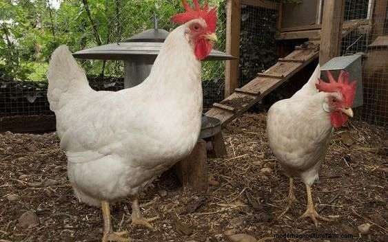 White Leghorn Chicken Breed