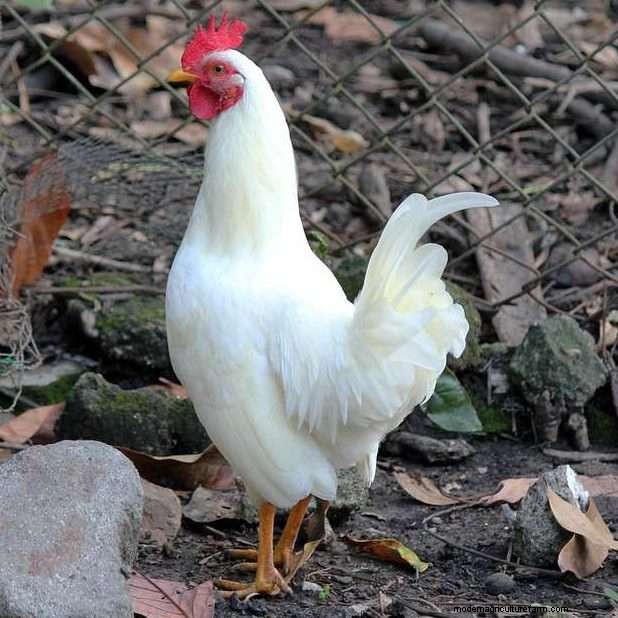 White Leghorn Chicken Breed
