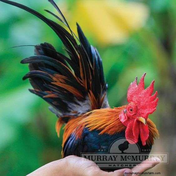 Bantam Old English Game Chicken Breed – Everything You Need To Know