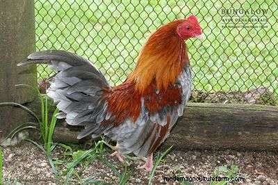 Bantam Old English Game Chicken Breed – Everything You Need To Know
