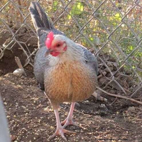 Bantam Old English Game Chicken Breed – Everything You Need To Know