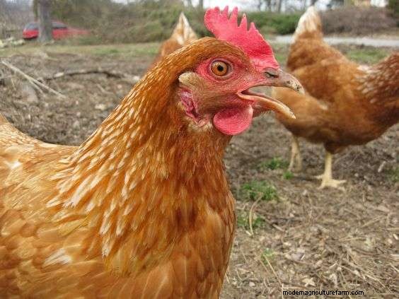 Are Golden Sexlink Chickens Good Egg Layers?