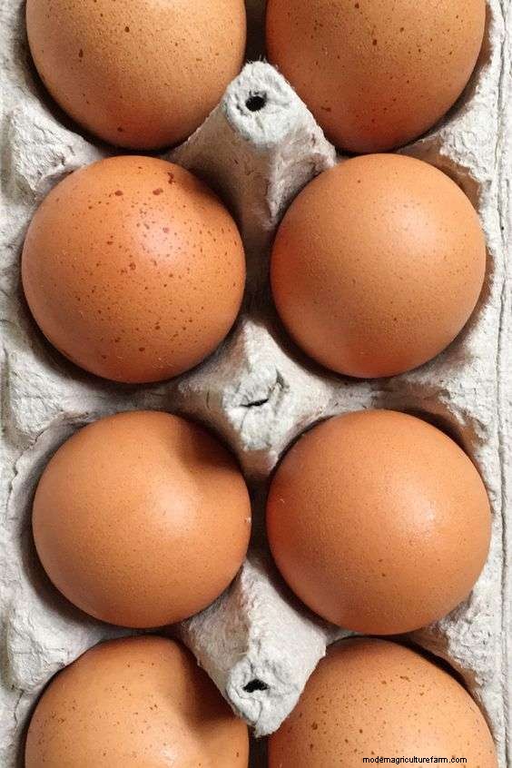 Are Golden Sexlink Chickens Good Egg Layers?