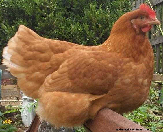 Are Golden Sexlink Chickens Good Egg Layers?