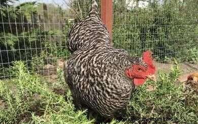 What Is The Typical and Average Chicken Lifespan?