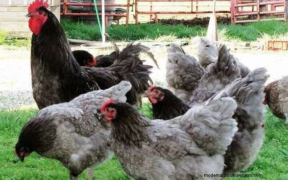 What Is The Typical and Average Chicken Lifespan?