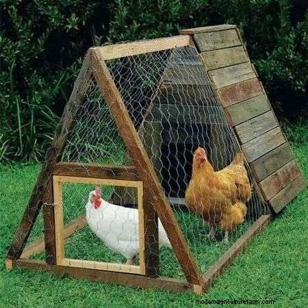 What Is The Typical and Average Chicken Lifespan?