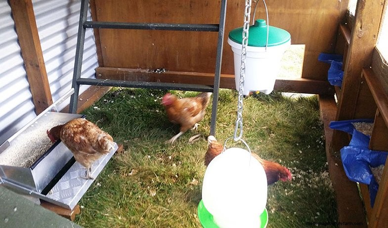 Chicken coop floor options: The best flooring materials for your coop
