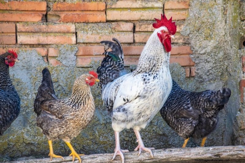 Why is My Hen Crowing? What Can You Do?