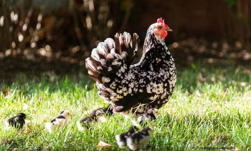 Why is My Hen Crowing? What Can You Do?