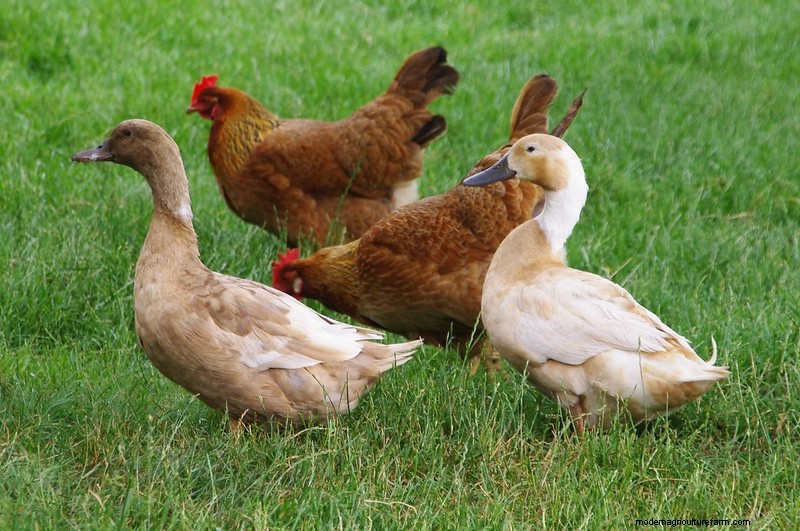Can a Chicken and a Duck Mate? Possible Hybrid?