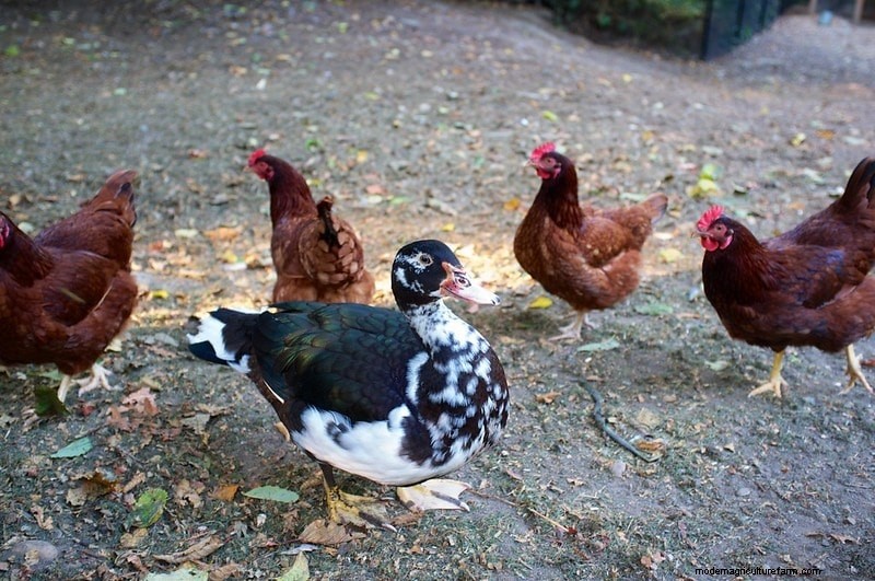 Can a Chicken and a Duck Mate? Possible Hybrid?