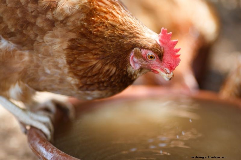 Chicken Water Belly or Ascites Prevention & Treatment Options