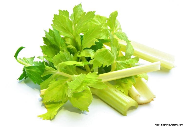 Can Chickens Eat Celery? Is It Safe?