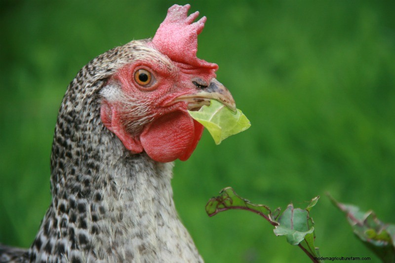 Can Chickens Eat Celery? Is It Safe?