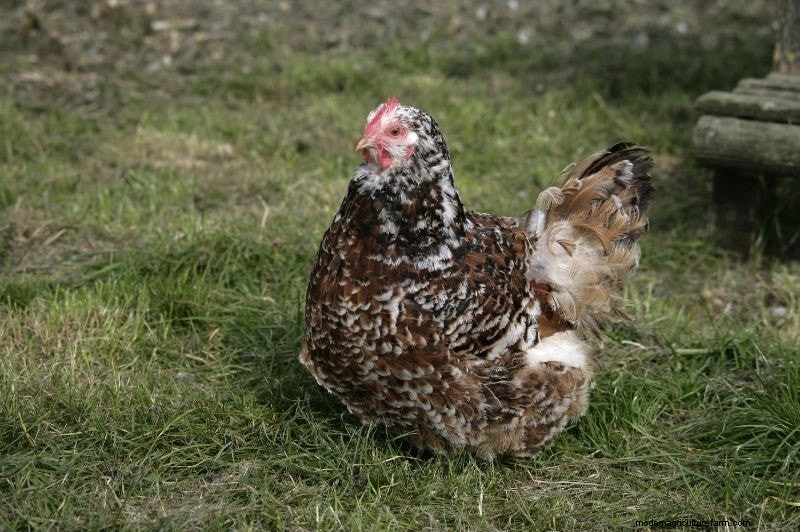 Jubilee Orpington Chickens: Complete Breed & Care Guide
