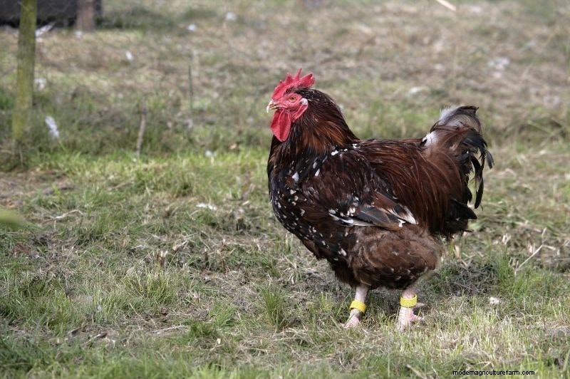 Jubilee Orpington Chickens: Complete Breed & Care Guide