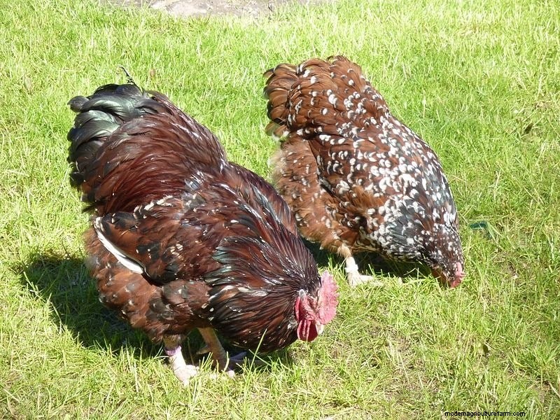 Jubilee Orpington Chickens: Complete Breed & Care Guide