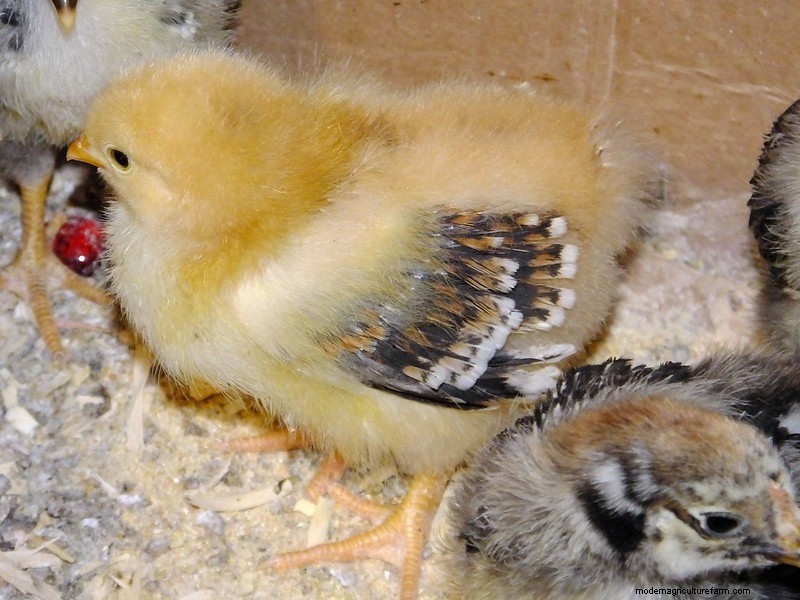 Jubilee Orpington Chickens: Complete Breed & Care Guide