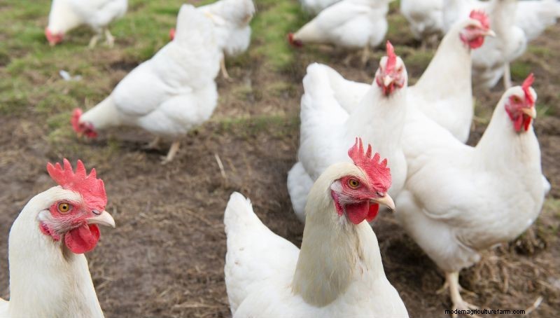 California White Chicken: Complete Breed & Care Guide
