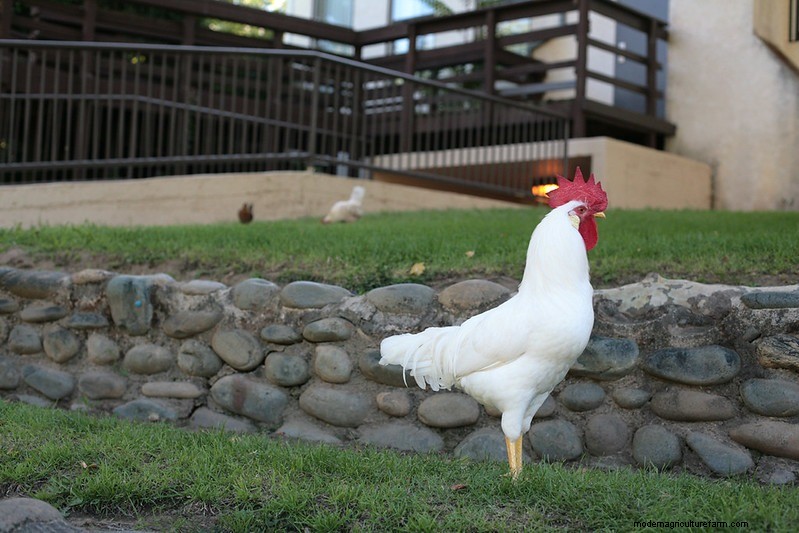 California White Chicken: Complete Breed & Care Guide