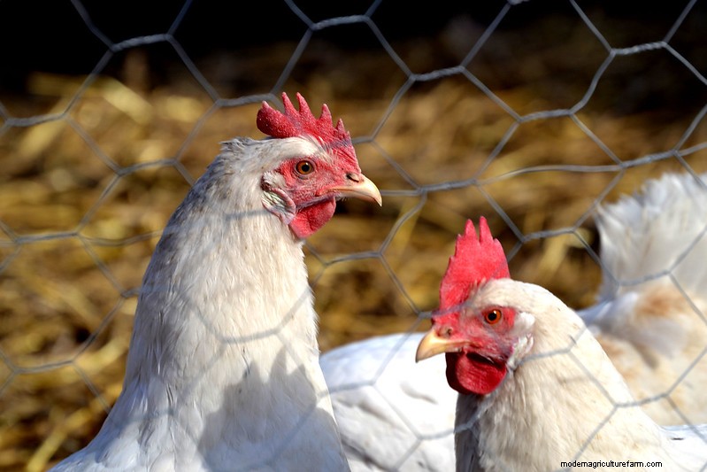California White Chicken: Complete Breed & Care Guide