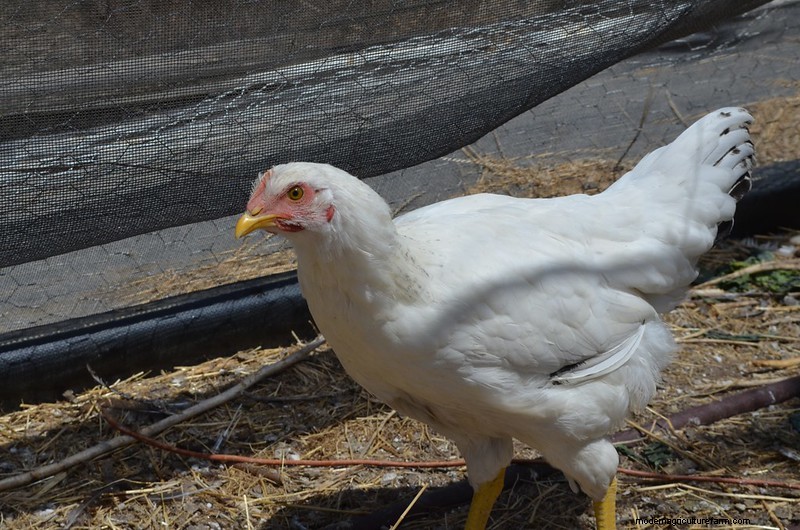 California White Chicken: Complete Breed & Care Guide