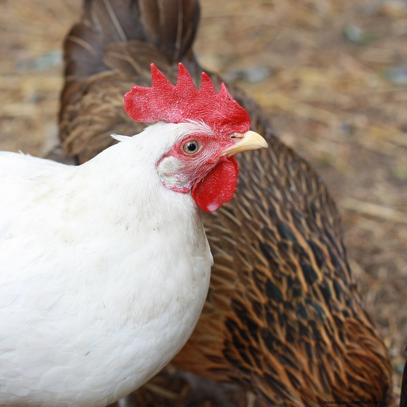 California White Chicken: Complete Breed & Care Guide