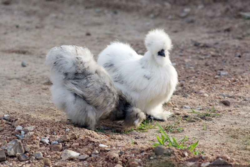 15 Most Fluffy Chicken Breeds