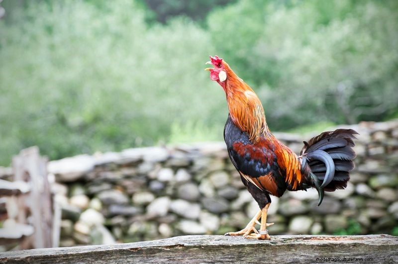 15 Most Fluffy Chicken Breeds