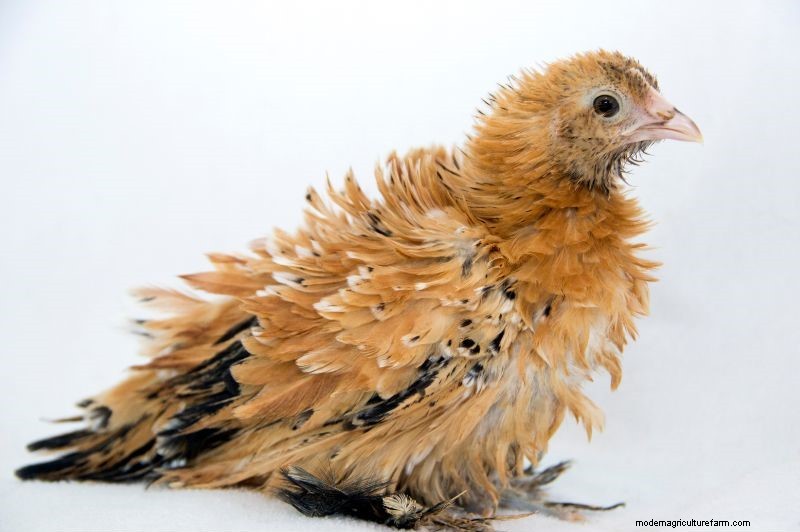 15 Most Fluffy Chicken Breeds