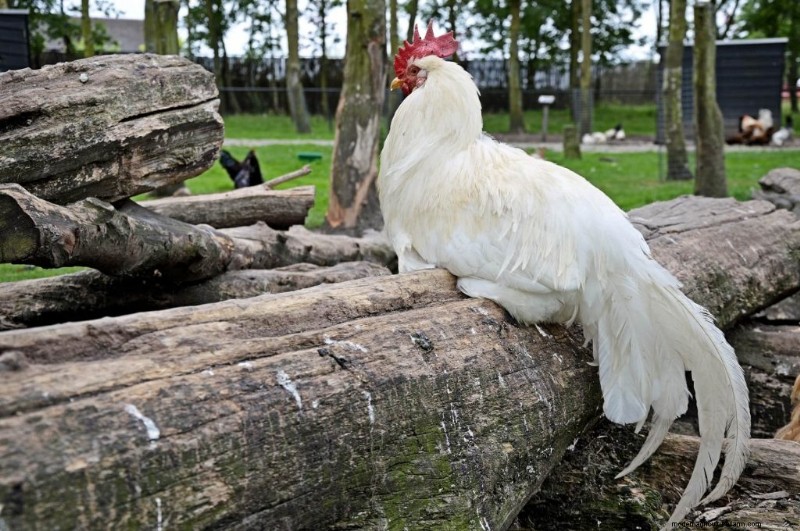 15 Most Fluffy Chicken Breeds