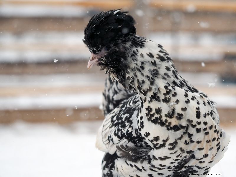 15 Most Fluffy Chicken Breeds
