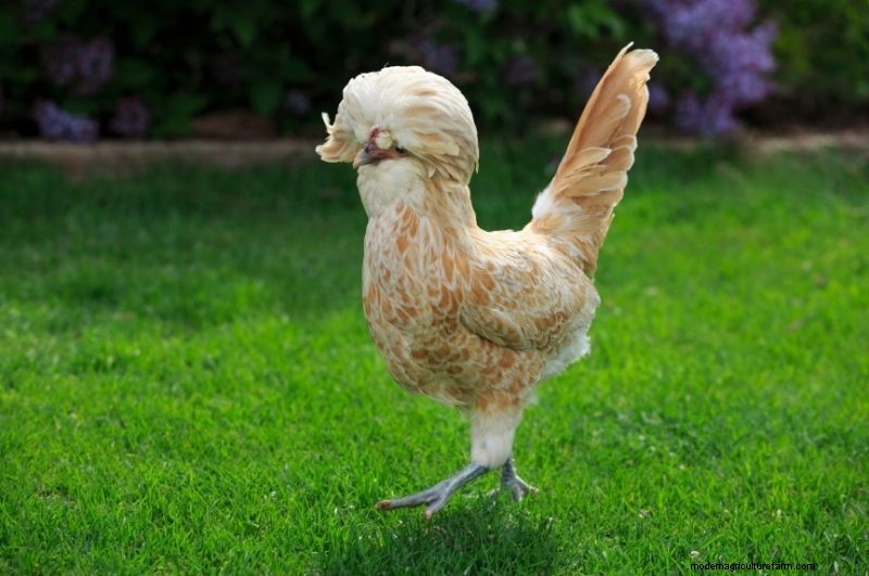 15 Most Fluffy Chicken Breeds