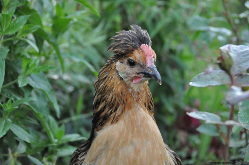 15 Most Fluffy Chicken Breeds
