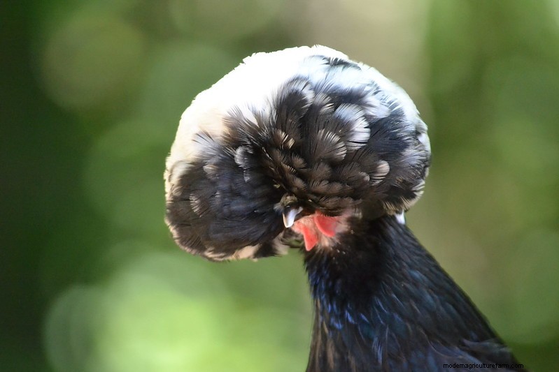 15 Most Fluffy Chicken Breeds
