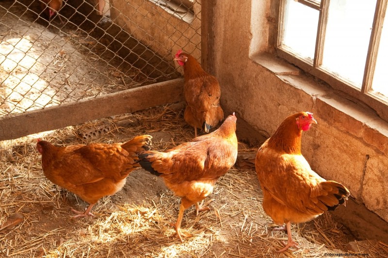 Chicken Coop Ventilation: How and Why It’s Important