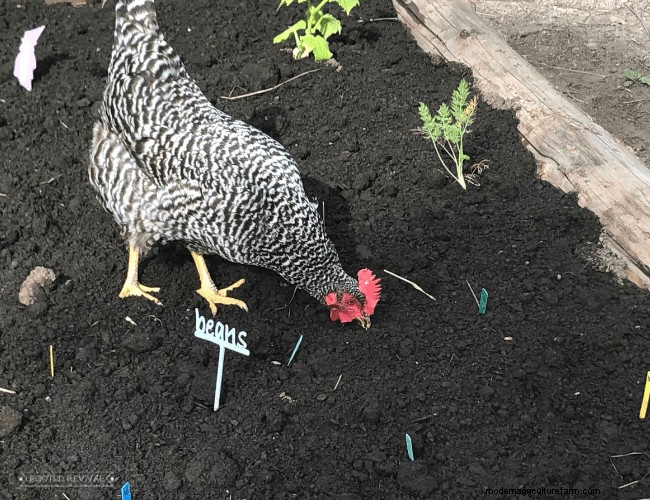 Fast + Easy Chicken Garden (Using the Chaos Gardening Method!)