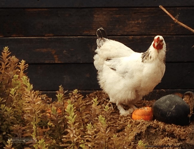 Fast + Easy Chicken Garden (Using the Chaos Gardening Method!)