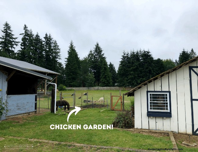 Fast + Easy Chicken Garden (Using the Chaos Gardening Method!)