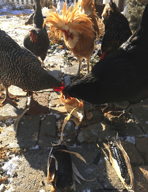 Fast + Easy Chicken Garden (Using the Chaos Gardening Method!)