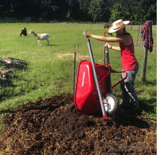 Fast + Easy Chicken Garden (Using the Chaos Gardening Method!)