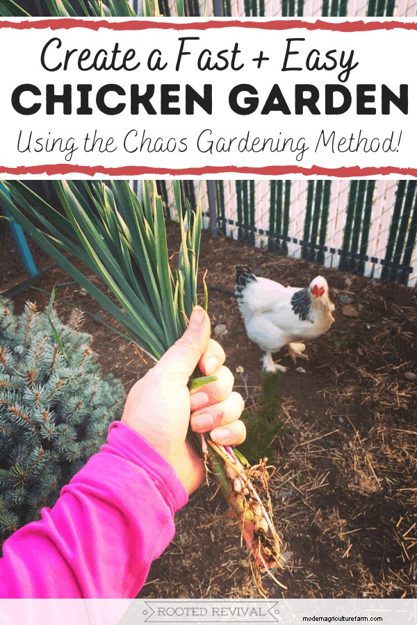 Fast + Easy Chicken Garden (Using the Chaos Gardening Method!)