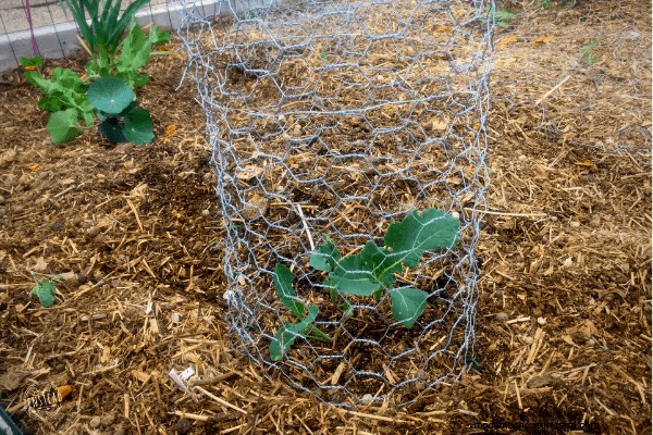 How to Make a DIY Garden Cloche + Gardening with Chickens