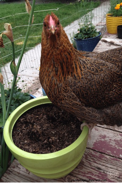 How to Make a DIY Garden Cloche + Gardening with Chickens